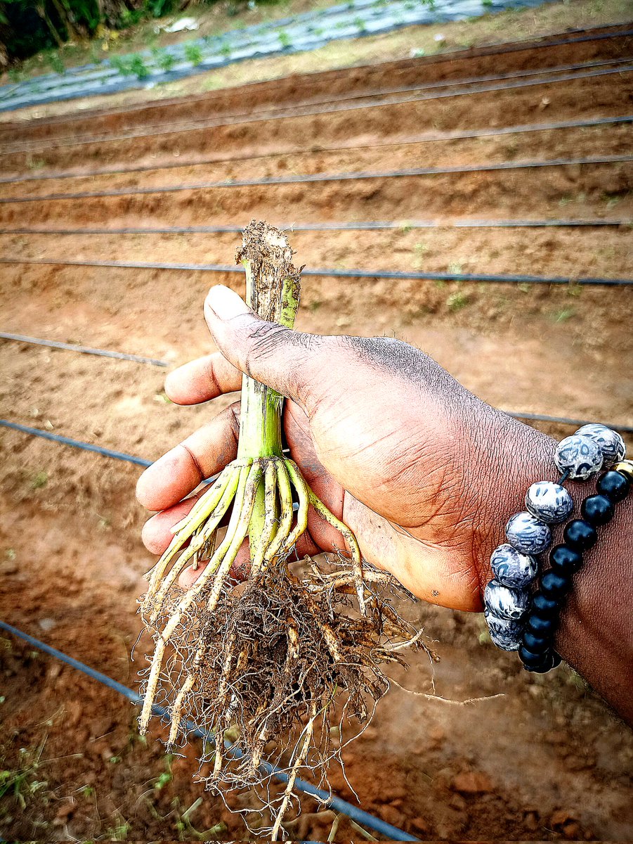 akinwale_cfi's tweet photo. Africa's soils hold immense potential, they are the foundation of food security.
#SoilHealth #SoilConservation #SoilSystems #SoilDay
copied: @IITA_CGIAR https://t.co/qOh7Q4LAmF