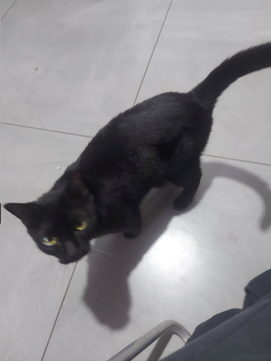 _a_b_c_4_'s tweet photo. @ziggyrim Adivinha quem já me deu um rasgo de um lado ao outro do pescoço oq eu levei ela vacinar https://t.co/fqE5xd4rfW