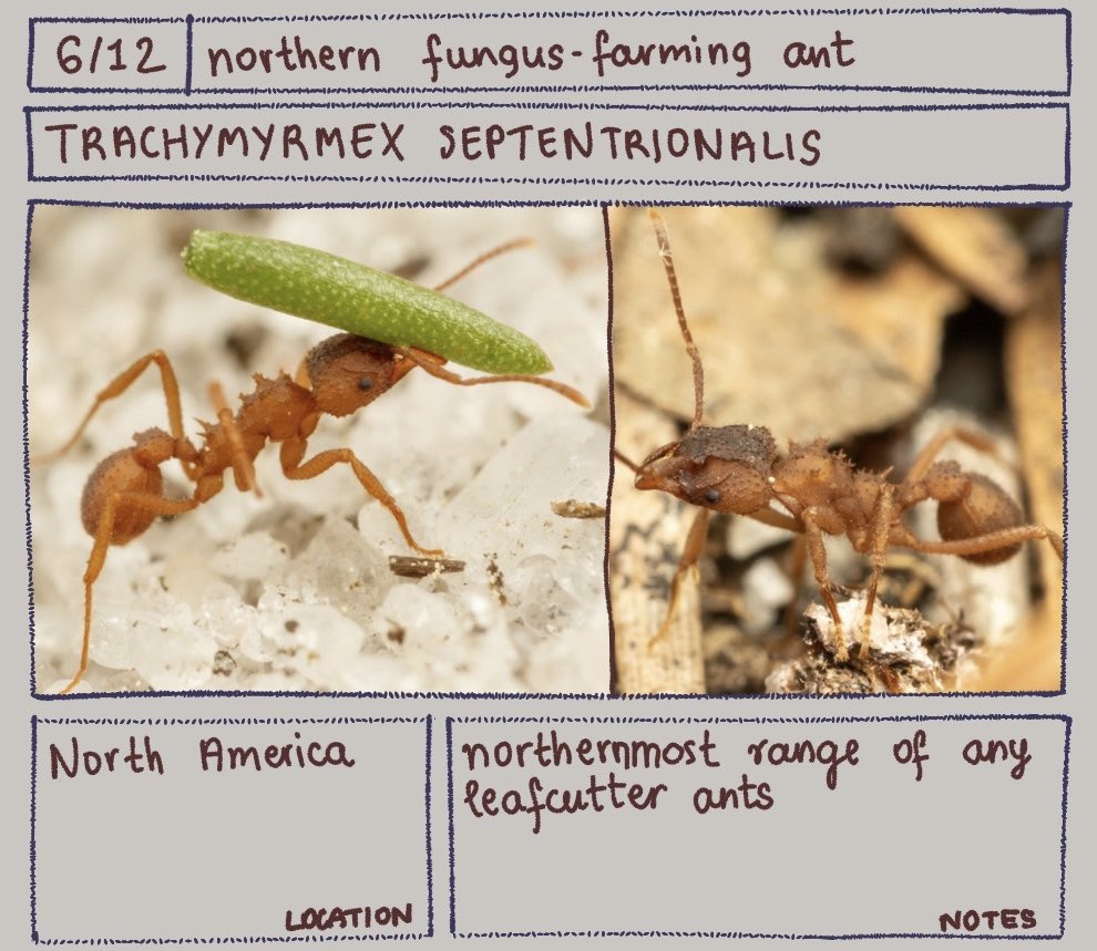 Bug of the day
Trachymyrmex septentrionalis