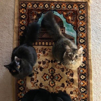 Interesting Nature 🏞️ (@intrstngnature) on Twitter photo 