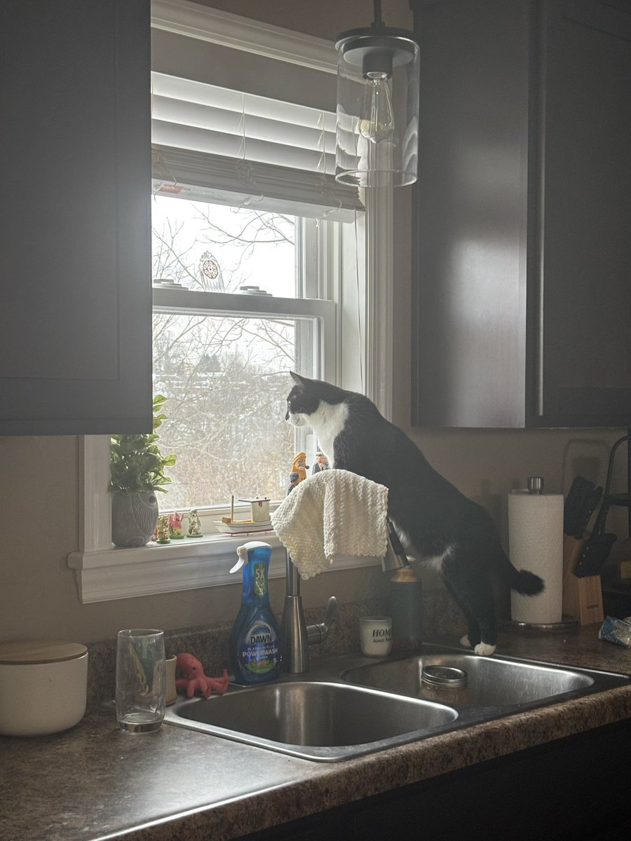 Ozzy’s like, “Joe when is our next snowstorm?”

Nothing on the horizon kid. 😌