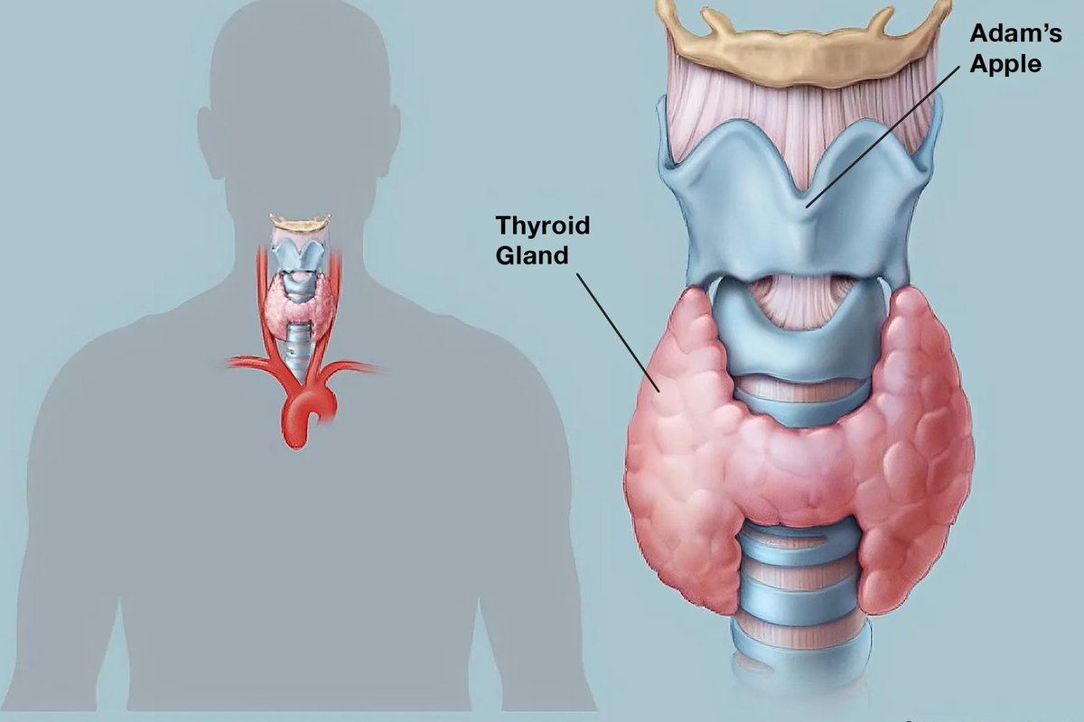 hormonedietdoc's tweet image. Did you know low thyroid hormones can sabotage your metabolism, making diets fail 80% of the time? 

Boost yours naturally with iodine-rich foods like seaweed, Cod &amp;amp; Shrimp 

Share your thyroid story below—let's beat this together! #ThyroidHealth #HormoneDiet #WellnessWarrior