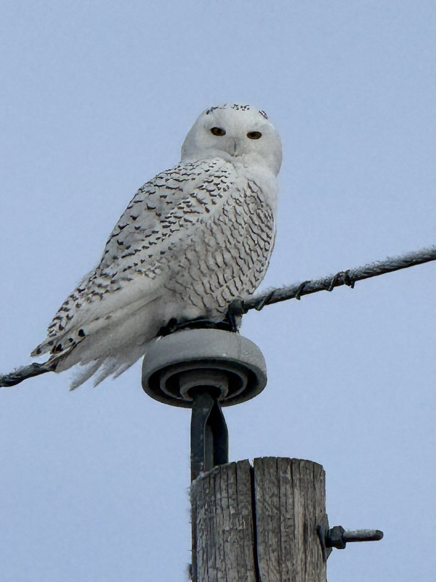 Robert Johnson tweet media