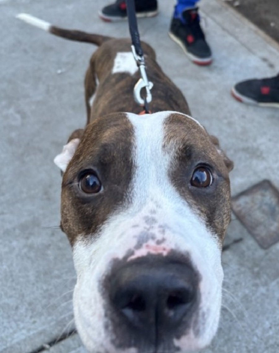MorgFairsdogs's tweet image. Tinseltoes 242757
Kill Command 
#NYCACC #RescueOnly 
He is a cute 2 yr old
Getting no chance
Only been there 4 days
Has parvo virus, has received monoclonal antibodies, needs continued supportive care 🚑🚨
Allow handling 
Help save Tinseltoes!
#Tinseltoes242757
#Pledge4Medical…