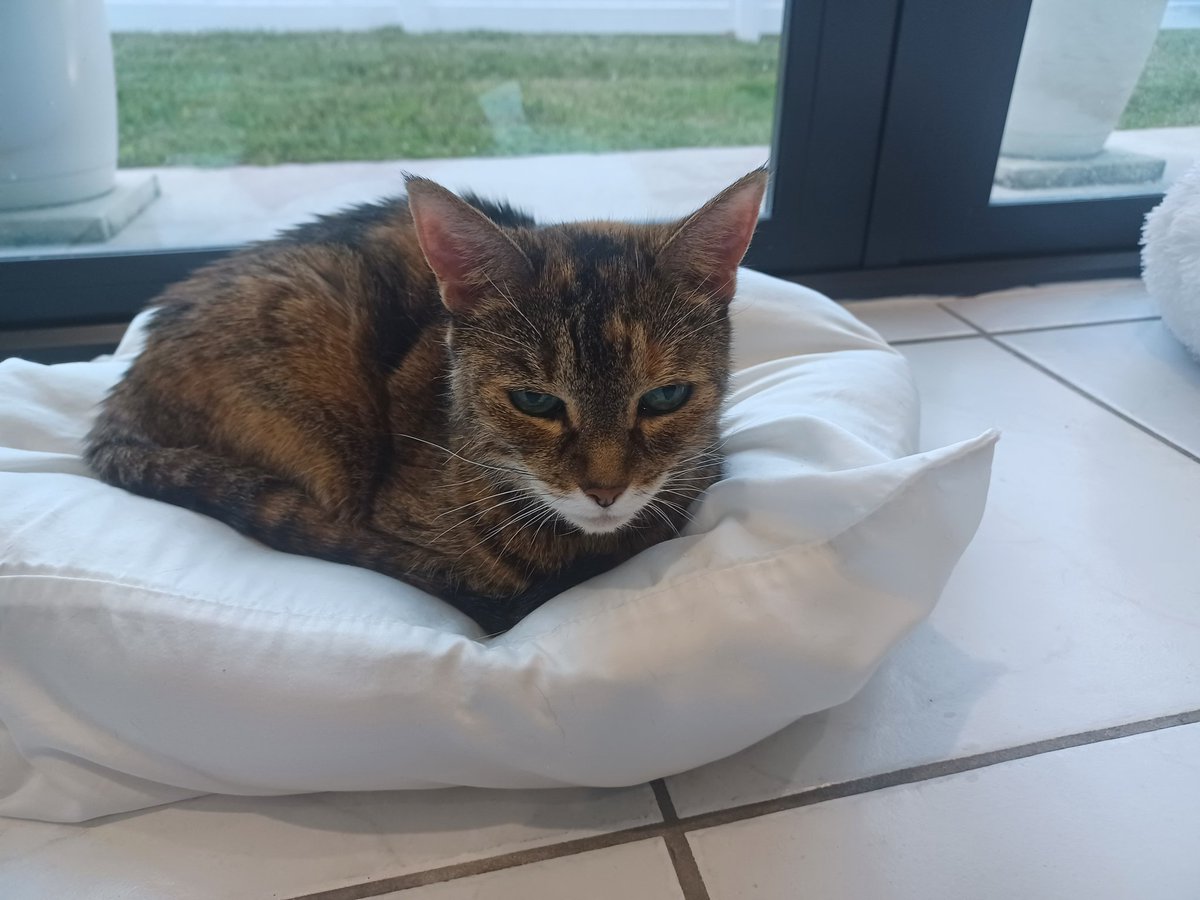 Lulu + 3 sisfurs + big Pete💙🇺🇸🦅🇺🇦 tweet media