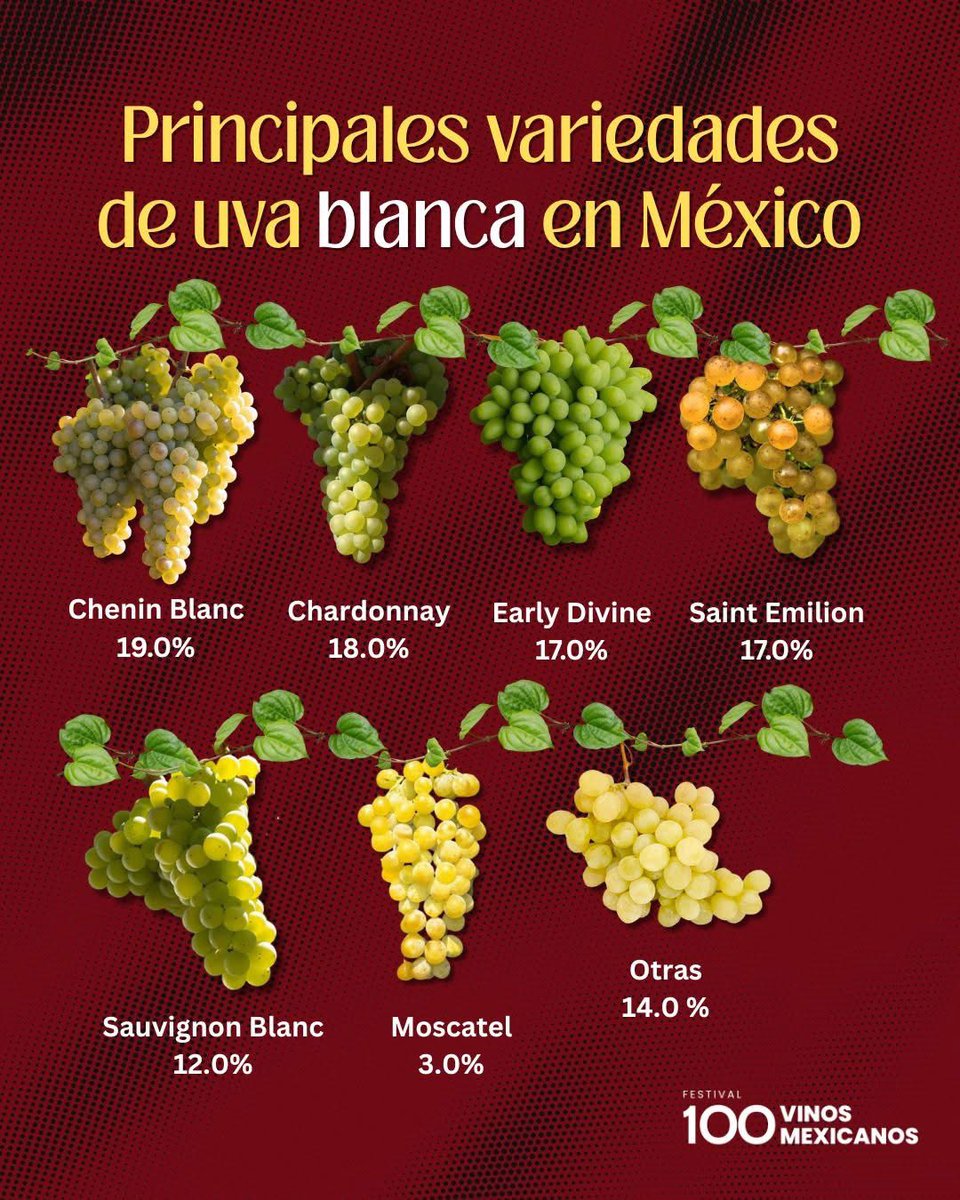 ¿Sabías cuáles son las uvas blancas más cultivadas y representativas en la vinicultura mexicana? 🇲🇽🥂
¡Cuéntanos! ¿Cuál de estas variedades es tu favorita para un vino blanco mexicano? 🤔👇