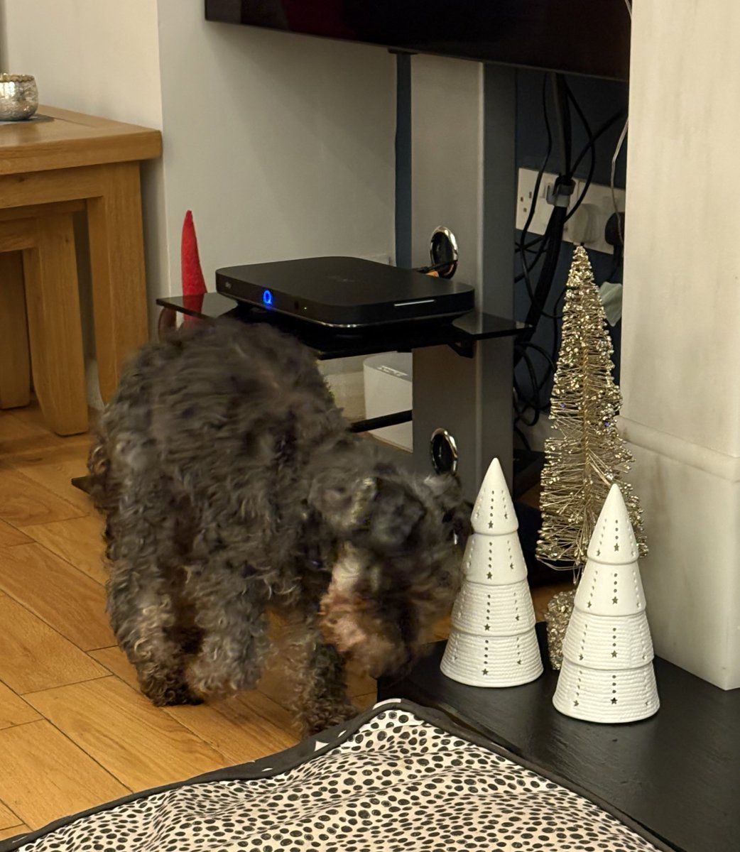 Despite it being his 16th Christmas, Oscar not overly happy with the seasonal decor