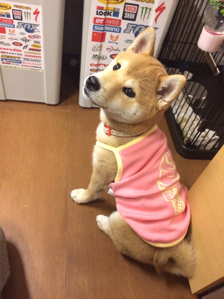 chiechu's tweet photo. ひめちゃん歳とってやさしいお顔になってきてますますかわいい大好き💕

＃柴犬 ＃犬好き ＃ちっちゃいときからかわいい ＃今がいちばんかわいい ＃10歳になったよ ＃shiba https://t.co/ResxcvYWdm