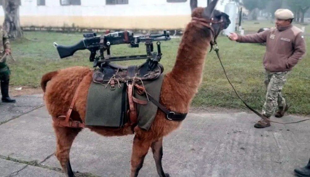 JjoacoO's tweet photo. @AlfKazan24 Seguiríamos con la "llama táctica" con el gobierno anterior https://t.co/8qCEvB1xuL
