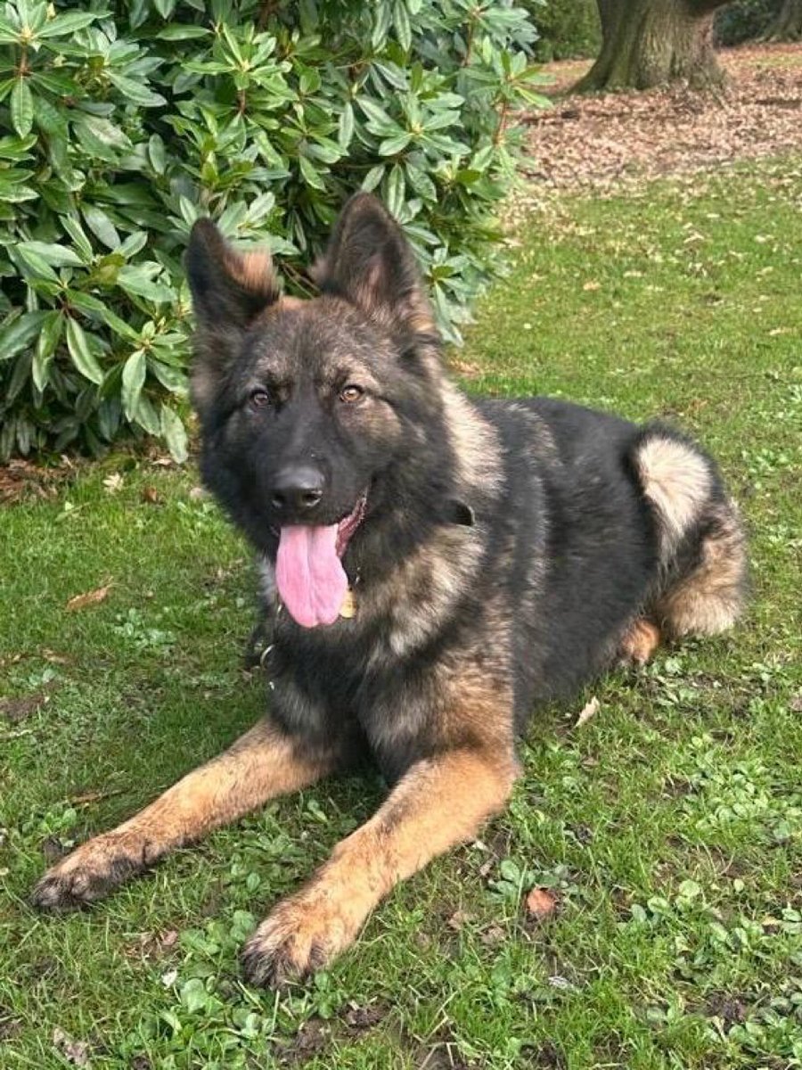 Mersey Police Dogs tweet media