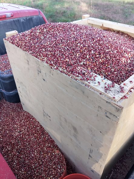JeffMurphy10's tweet photo. I'm tired of growing yellow corn and soybeans.
government incentives and feeding large corporations with cheap grain, the US has been reduced to many farms growing two crops.
I'm trying to do something different.  This year I grew white milo and red corn and some acres.
1/3 https://t.co/39OBtO9uyB