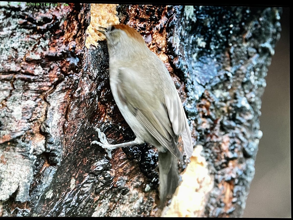 From the hide
I turned around and out of the corner of my eye saw the female Blackcap pecking at the peanut butter mix. I push it into the bark of the sycamore.
It’s a grab shot, I hope to do better next time.
Saw 2 males today as well
⁦<a href="/Natures_Voice/">RSPB</a>⁩ ⁦<a href="/BirdSpotUK/">birdspotuk</a>⁩