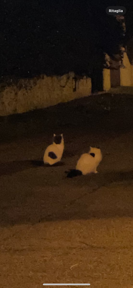 I due cuccioli abbandonati in colonia li ho lasciati in mezzo alla strada..una strada desolata dove le macchine corrono e io non faccio altro che urlare di andare piano..nessuna richiesta per questi piccolini fuori al freddo..spero di non dover piangere altri gatti investiti