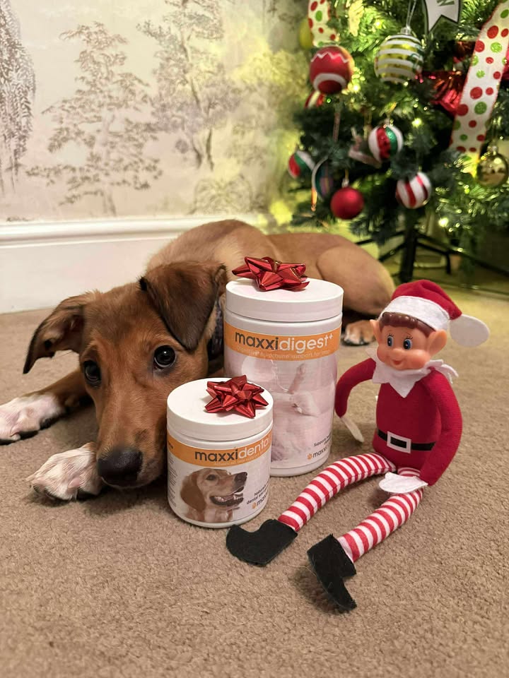 maxxipaws's tweet image. Tired of waiting for Christmas 🎅🎄 #christmaspuppy #waitingforchristmas #christmasiscoming #Christmas2025 #puppies #maxxipaws