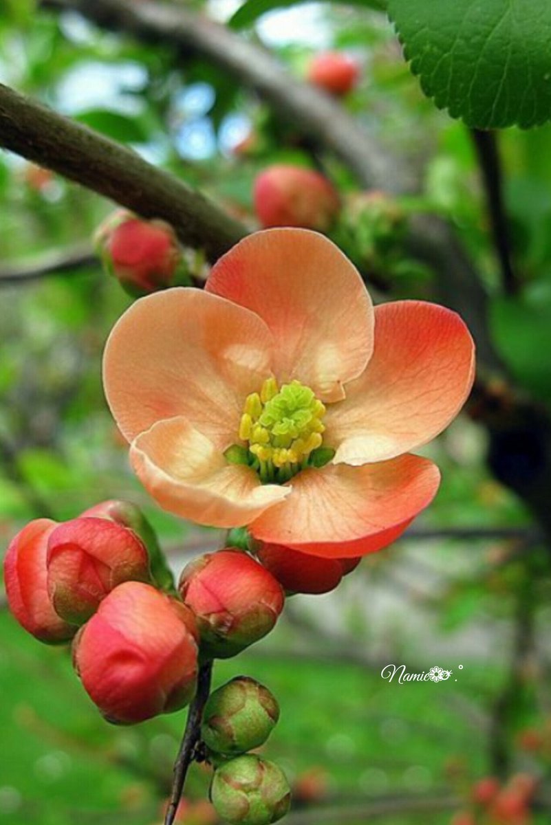 🎀🌸Rose(ﾛｰｽﾞ)🌸🎀 (@Rose210069297) / Posts / X