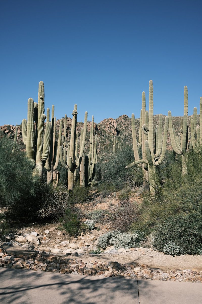 Alessankele's tweet image. Whether it's the warmth inside or the desert view outside, both bring a sense of calm. Sit back, enjoy a glass of wine, and embrace this peaceful moment.