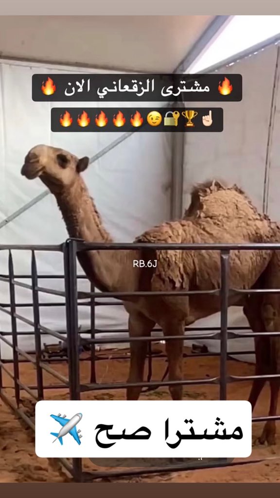 محمد السهلي tweet media