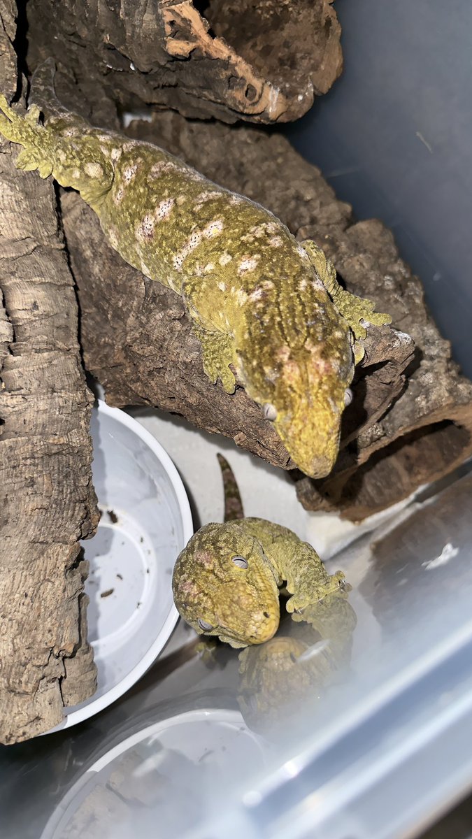 OGVitality tweet media