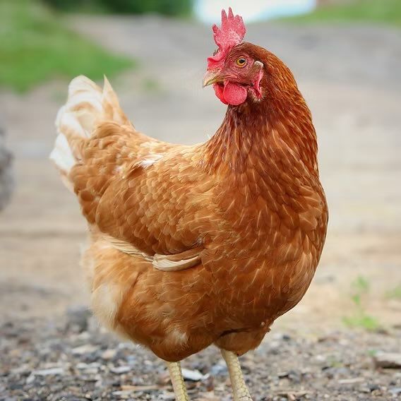 Pediavenir's tweet image. 🇫🇷🥚 FLASH – Jordan Bardella veut INTERDIRE les poules pondeuses.