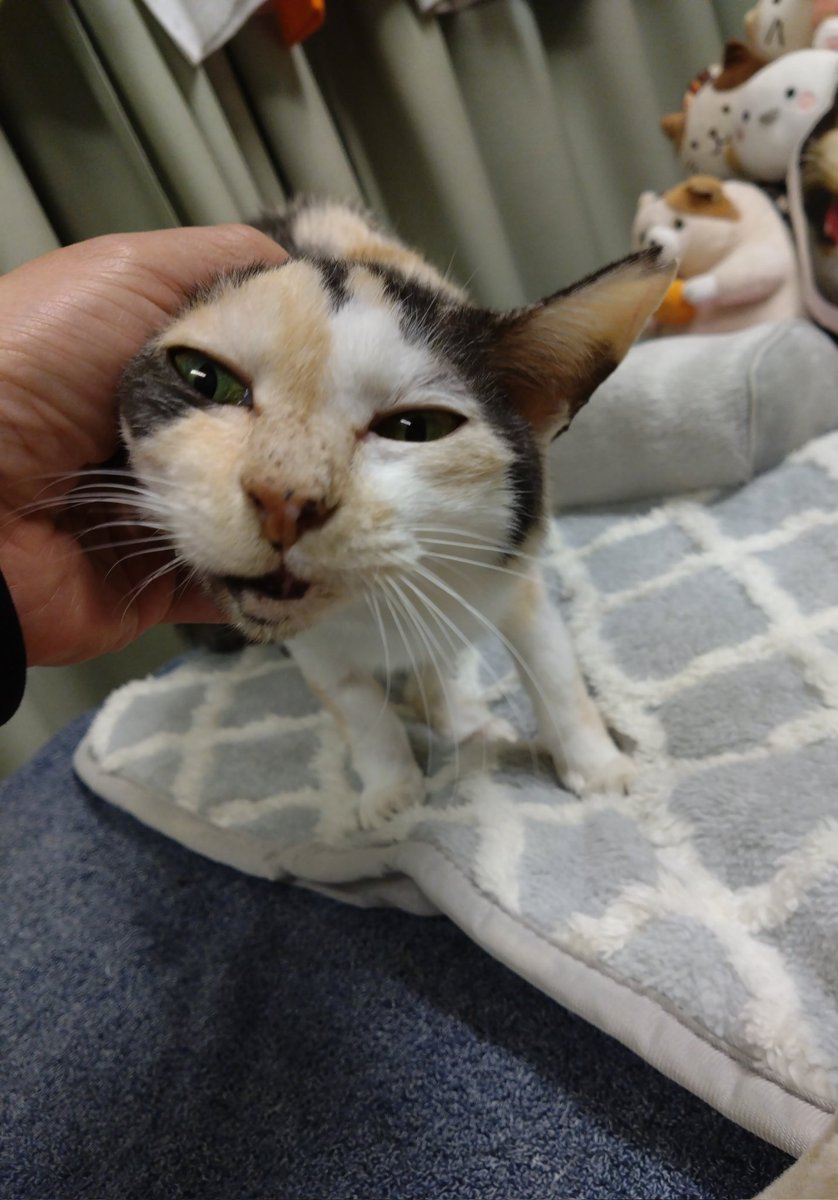 ミケちゃん (@ojm52811) / Highlights / X