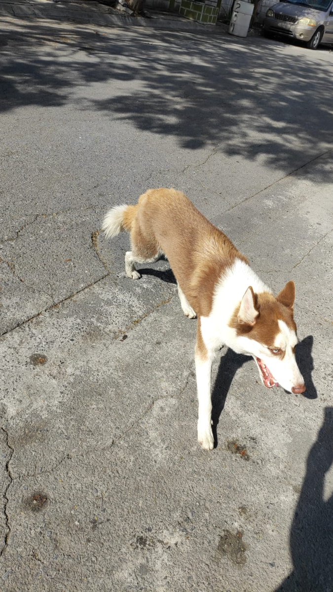 Reportan este perro en Arnulfo Barrera y Av D. 3er sector Hacienda Los Morales, se ve extraviado. 🆘🐶