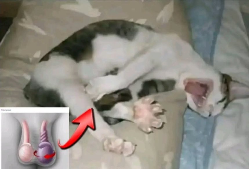 삶이 그대를 속일지라도
슬퍼하거나 노여워하지 말아라
슬픈 날은 참고 견디라
기쁜 날이 오고야 말리니

마음은 미래를 바라느니
현재는 한없이 우울한것
모든 것 하염없이 사라지나
지나가 버린것 그리움이 되리니