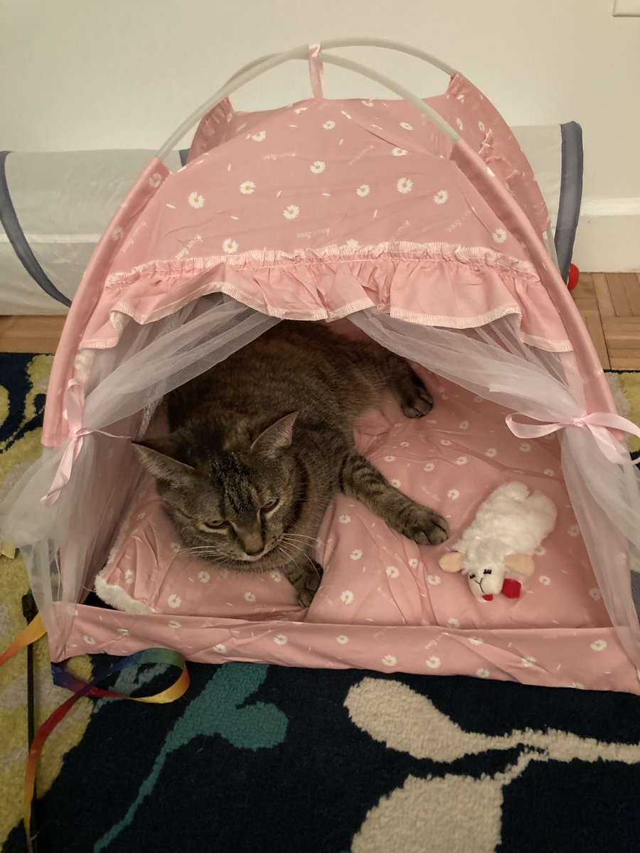 Another house to nap in