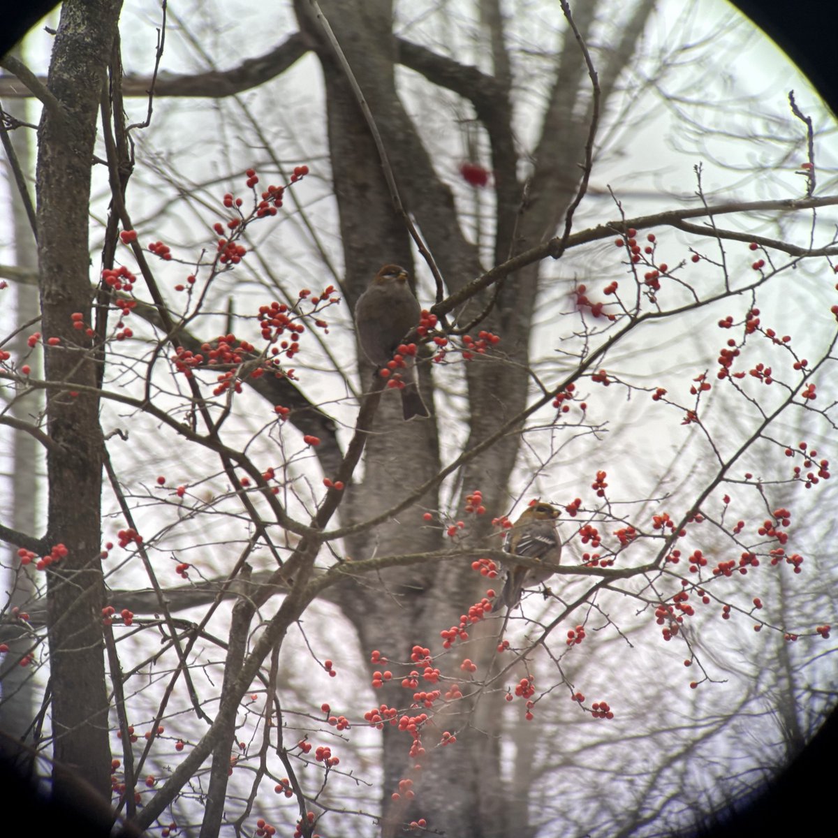 Dan Baldassarre tweet media