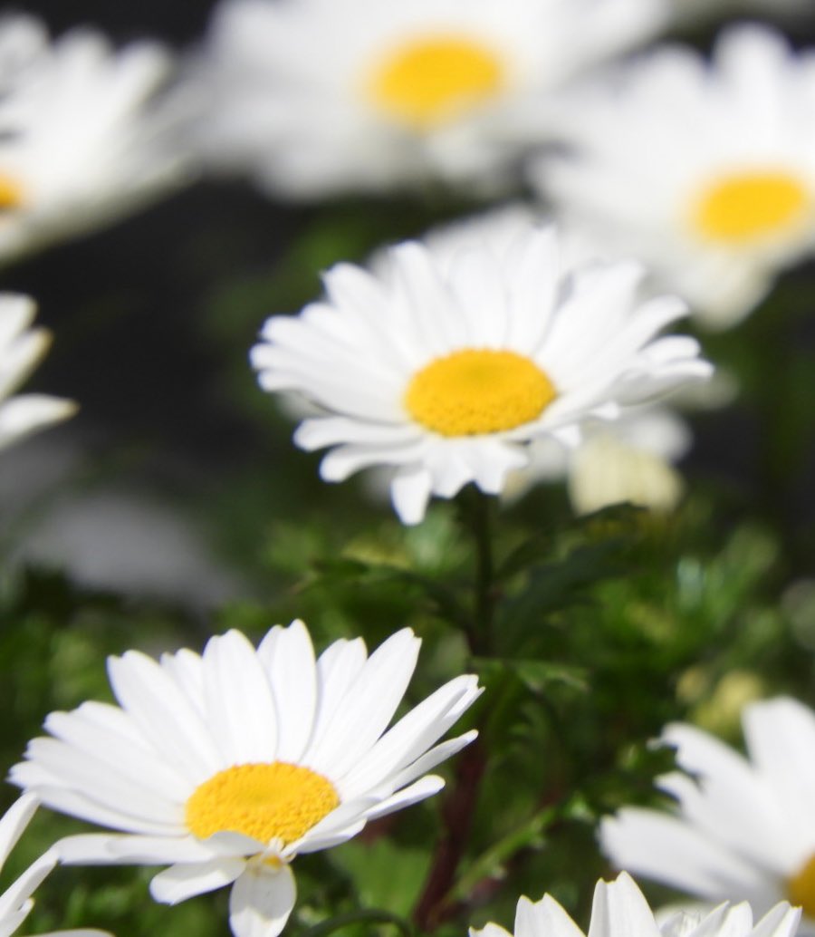 readraga's tweet photo. おはようございます
#写真
#お花好きな人と繋がりたい
#私とニコンで見た世界
#写真好きな人と繋がりたい
#ファインダー越しの私の世界 https://t.co/wbX9wW2Y7Y