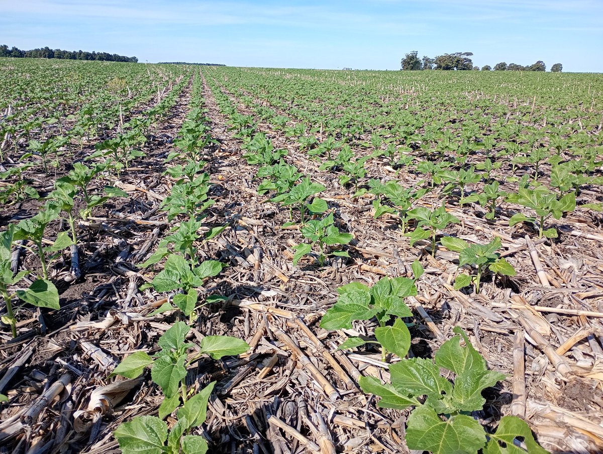 Aleferretti tweet media