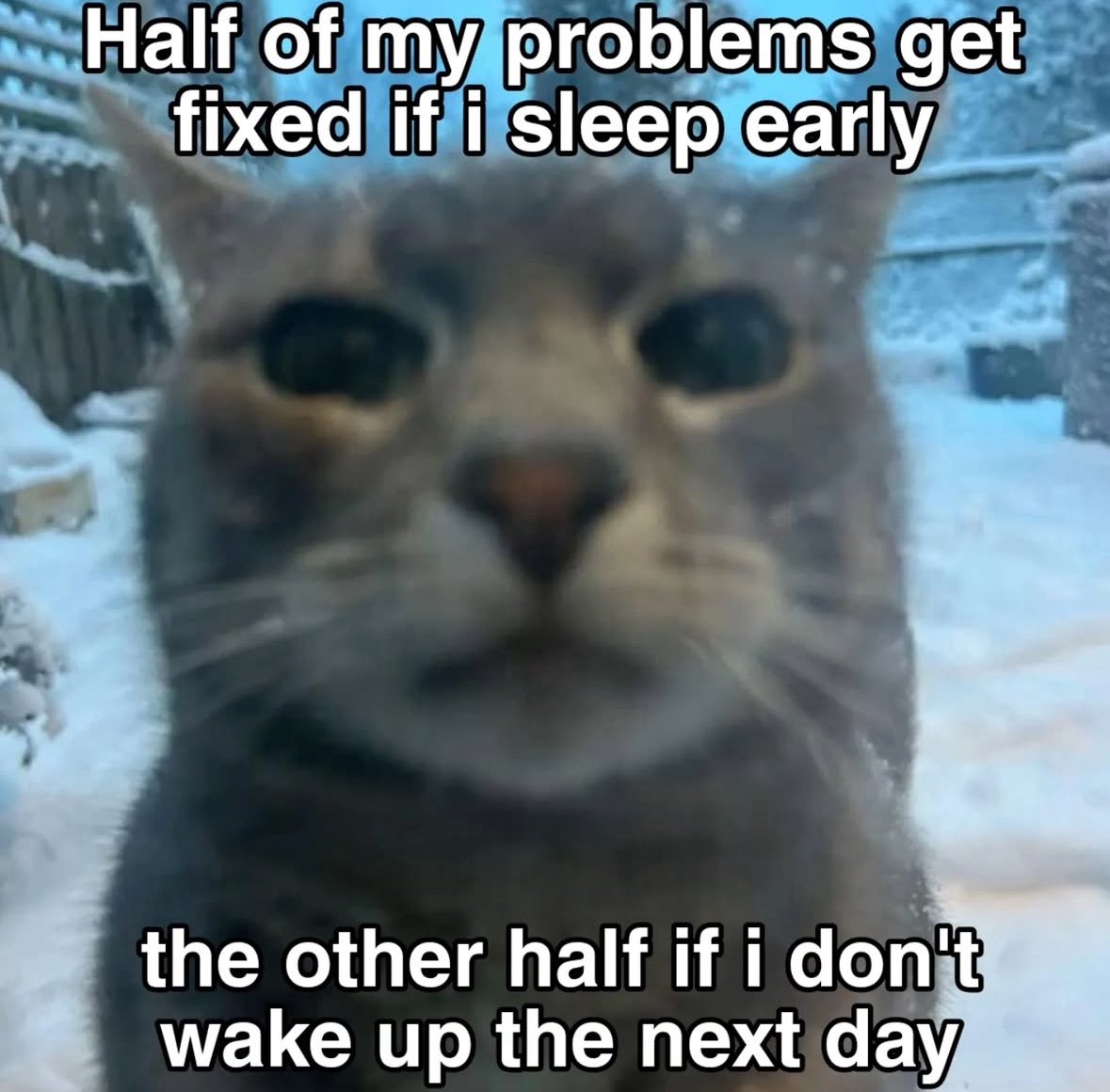 LiterallyMeCats (@literallymecats) on Twitter photo 