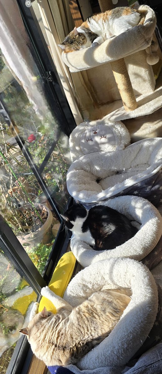 ねむるねこページ Amazon.co.jp: 11ぴきのねことへんなねこ : 馬場 のぼる: 本