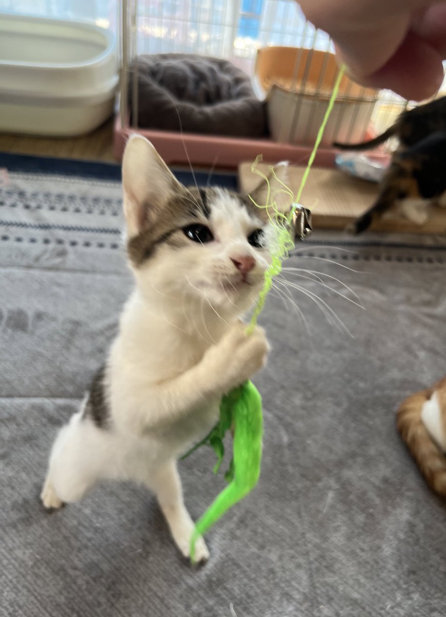 たっちするﾆｬ😸🐾🐾