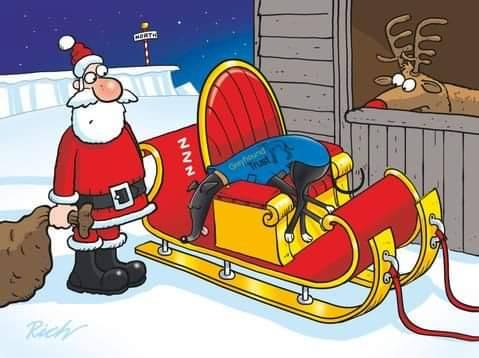 Lily and Daisy #lilsod #lilbugger (@greyhounds_pz) on Twitter photo 