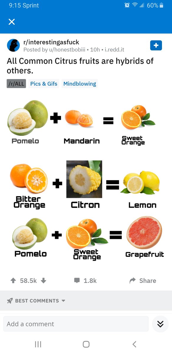 citrusさま　おまとめ The citrus images have been summoned from the archive.👇