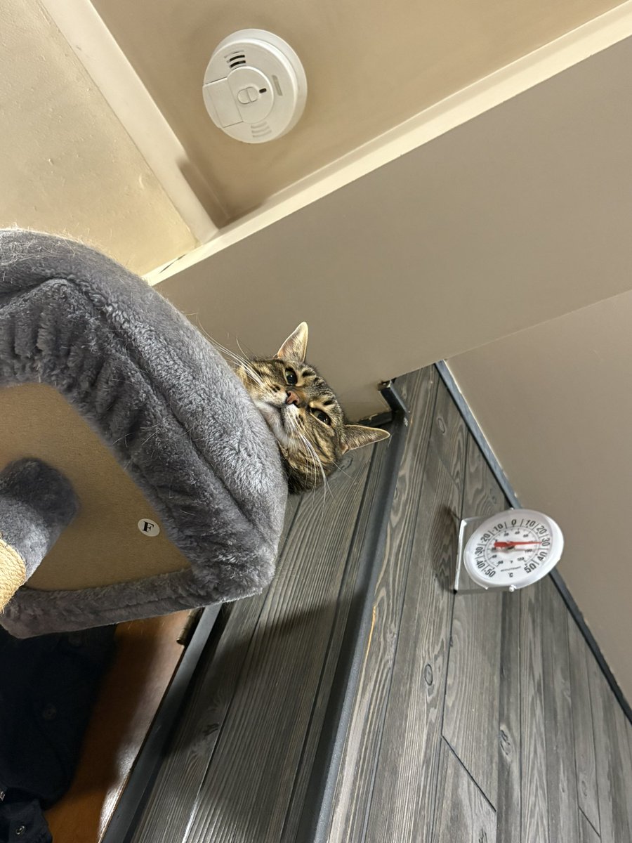 AHangryBeaver's tweet image. Judgment