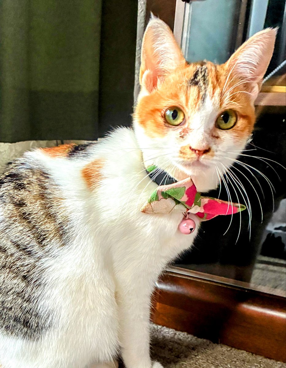 E3%82%BF%E3%83%A9%E3%81%A1%E3%82%83%E3%82%93