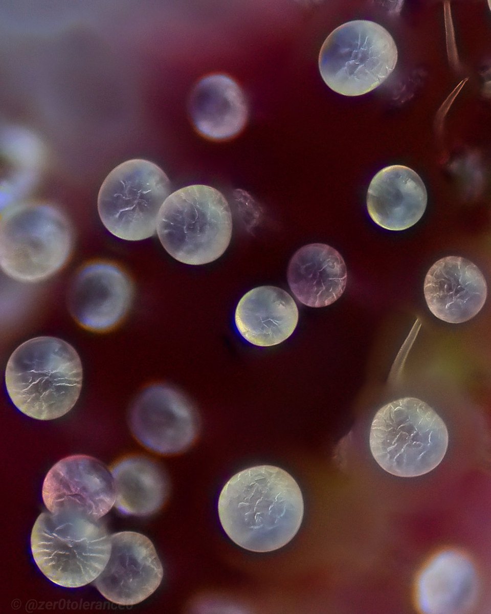 Much like red and white blood cells, the cannabinoids from these trichomes run through my veins