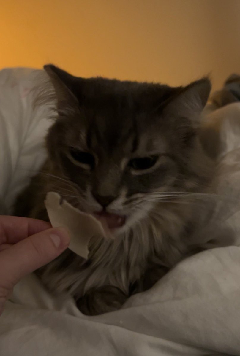 BadfluffyFreya's tweet photo. I eat my turkey slices and dream of Riding , an motorsycle :) https://t.co/YfgsrrFrhz