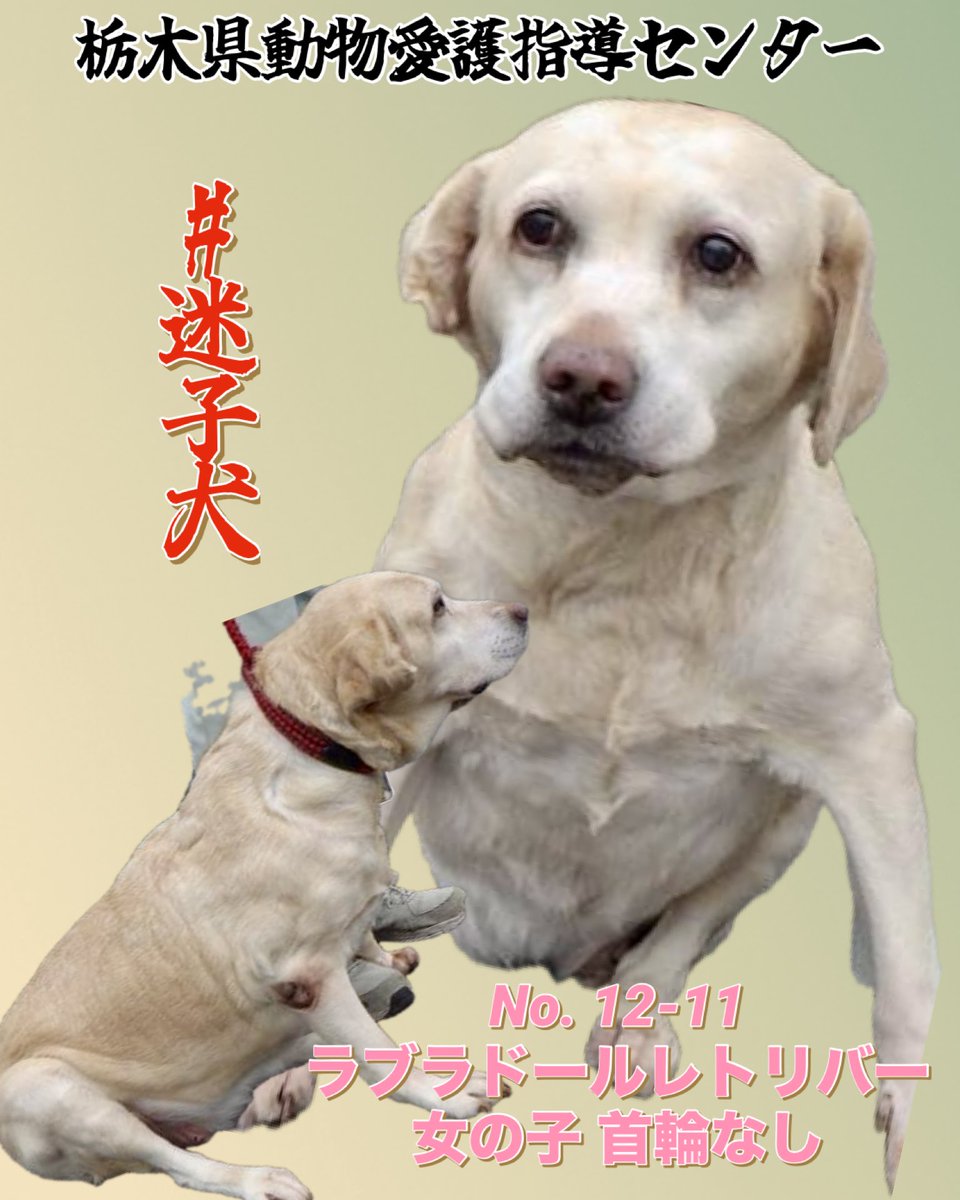 ラブラドールレトリバー