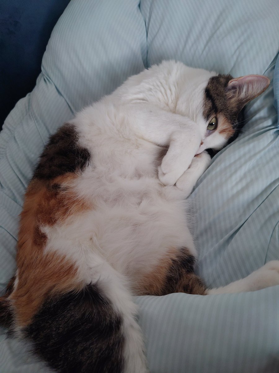 三毛猫様♡ありがとうございます♡ 三美お嬢様はお猫様 (@Ladymimi0917) / Posts / X