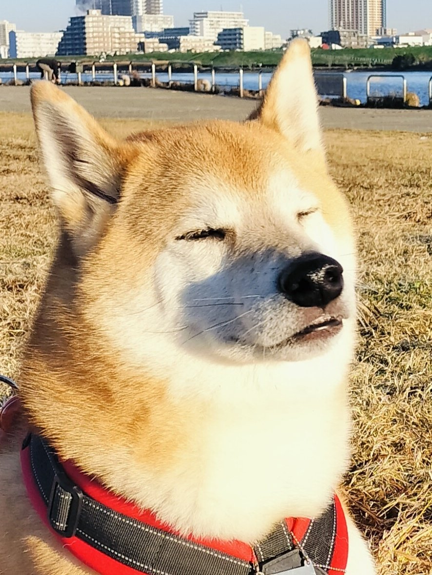 柴犬ムギのおかあしゃん日記 (@E1C2G07OHz39365) / Posts and Replies / X