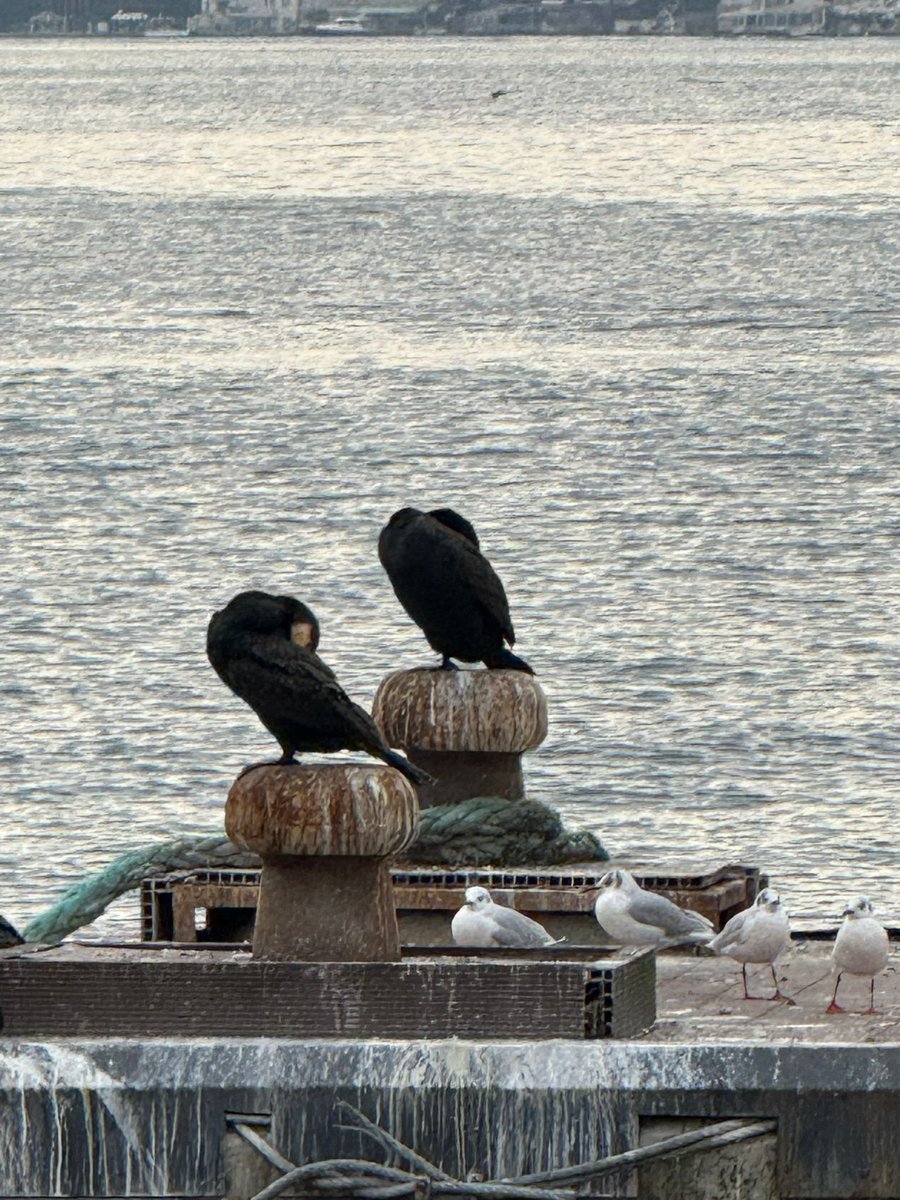 Beykoz sahilinde karabataklar molada.