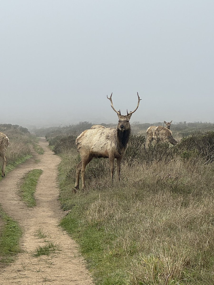 Wildfire tweet media