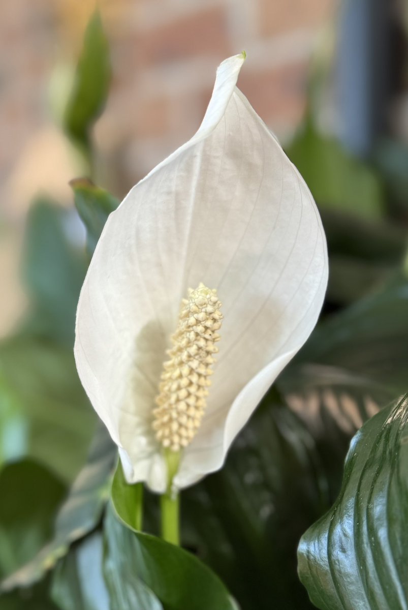 Mitchell Squires tweet media