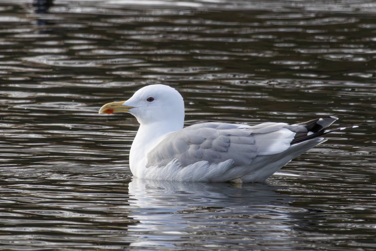 Thomas Wildlife Videos tweet media