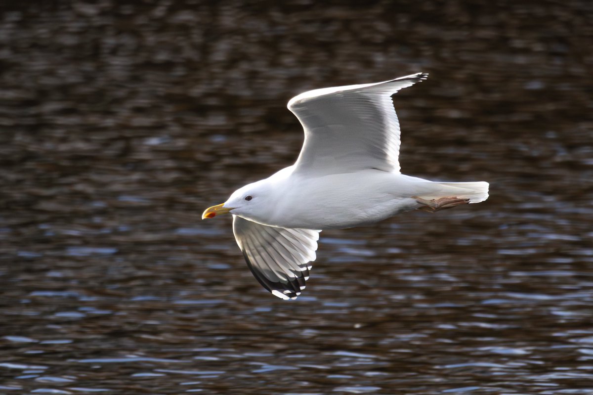 Thomas Wildlife Videos tweet media