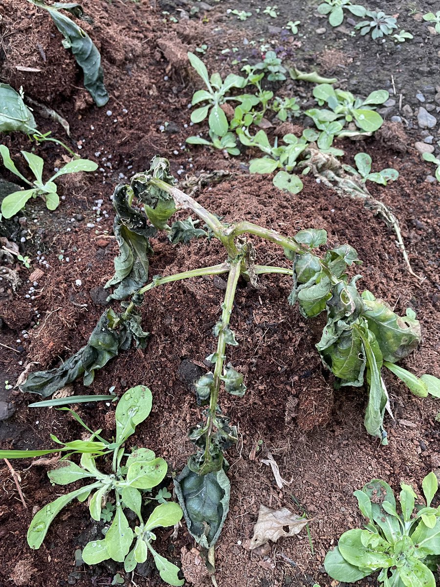 ジャガイモ寒すぎたね

お芋できてるかな？