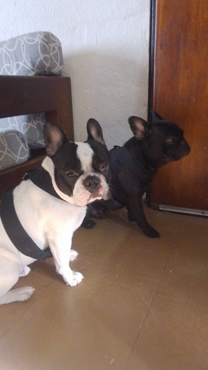 #sabadoentn esperando a mami y papi que nos saquen a pasear