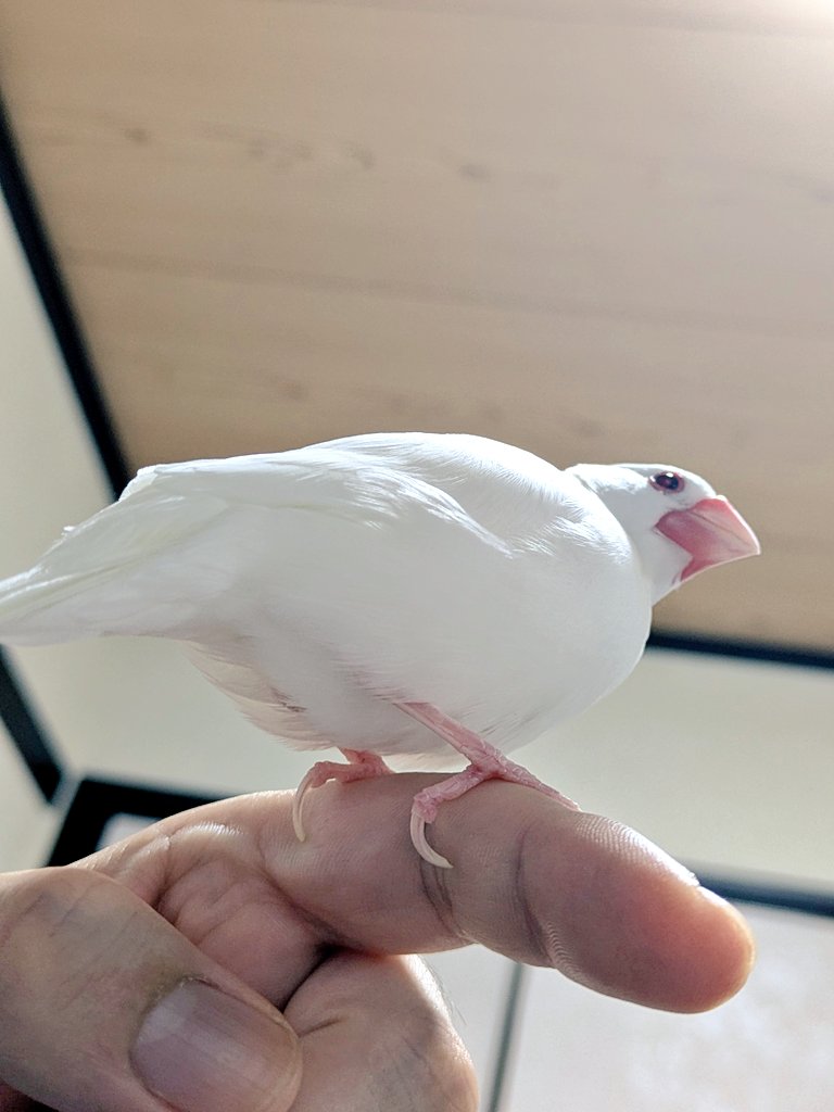 XL文鳥 (@XLBunchou) / Posts / X